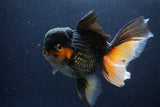 Jumbo Thai Oranda  Tricolor 7 Inch (ID#1112To6c-114)