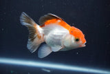 Juvenile Thai Oranda  Tricolor 4 Inch (ID#910To13b-57) Free2Day SHIPPING