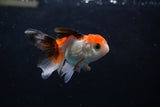 Baby Thai Oranda  Tricolor 2.5 Inch (ID#1220ToPTA-22) Free2Day SHIPPING