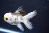 Juvenile Thai Oranda  Panda 3.5 Inch (ID#1022To13b-98) Free2Day SHIPPING