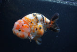 Milk Cow Ranchu  Calico 5 Inch (ID#0103R10c-99) Free2Day SHIPPING