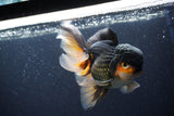 Jumbo Thai Oranda  Tricolor 7 Inch (ID#1112To6c-114)