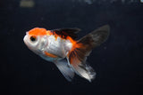 Baby Thai Oranda  Tricolor 2.5 Inch (ID#1220ToPTA-22) Free2Day SHIPPING