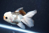 Juvenile Thai Oranda  Panda 3.5 Inch (ID#1022To13b-98) Free2Day SHIPPING