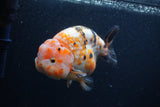 Milk Cow Ranchu  Calico 5 Inch (ID#0103R10c-99) Free2Day SHIPPING