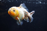 Yuan Bao Oranda  Calico 3.5 Inch (ID#411Yb10b-48) Free2Day SHIPPING