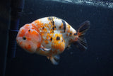 Milk Cow Ranchu  Calico 5 Inch (ID#0103R10c-99) Free2Day SHIPPING