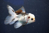 Juvenile Thai Oranda  Panda 3.5 Inch (ID#1022To13b-98) Free2Day SHIPPING