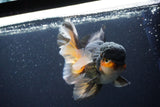 Jumbo Thai Oranda  Tricolor 7 Inch (ID#1112To6c-114)