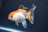 Juvenile Thai Oranda  Tricolor 4 Inch (ID#910To13b-57) Free2Day SHIPPING