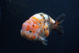 Milk Cow Ranchu  Calico 5 Inch (ID#0103R10c-99) Free2Day SHIPPING