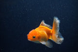 Juvenile Thai Oranda  Red 3.5 Inch (ID#1210To12c-86) Free2Day SHIPPING