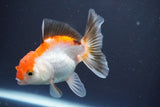 Juvenile Thai Oranda  Tricolor 4 Inch (ID#910To13b-57) Free2Day SHIPPING