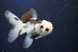 Juvenile Thai Oranda  Panda 3.5 Inch (ID#1022To13b-98) Free2Day SHIPPING