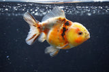 Yuan Bao Oranda  Calico 3.5 Inch (ID#411Yb10b-48) Free2Day SHIPPING