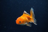 Juvenile Thai Oranda  Red 3.5 Inch (ID#1210To12c-86) Free2Day SHIPPING