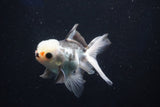 Juvenile Thai Oranda  Panda 3.5 Inch (ID#1022To13b-98) Free2Day SHIPPING