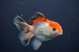 Juvenile Thai Oranda  Tricolor 4 Inch (ID#910To13b-57) Free2Day SHIPPING