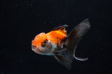 Baby Thai Oranda  Tricolor 3 Inch (ID#1224ToPTA-17) Free2Day SHIPPING