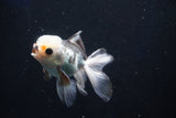 Juvenile Thai Oranda  Panda 3.5 Inch (ID#1022To13b-98) Free2Day SHIPPING