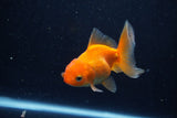 Juvenile Thai Oranda  Red 3.5 Inch (ID#1210To12c-86) Free2Day SHIPPING