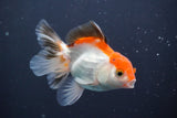 Juvenile Thai Oranda  Tricolor 4 Inch (ID#910To13b-57) Free2Day SHIPPING