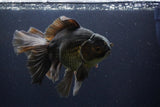 Thai Oranda  Bronze 6.5 Inch (ID#1112To6b-115)