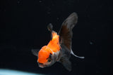 Baby Thai Oranda  Tricolor 3 Inch (ID#1224ToPTA-17) Free2Day SHIPPING