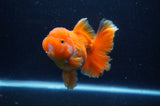 Thai Oranda  Red White 5 Inch (ID#311To7b-114)
