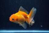 Juvenile Thai Oranda  Red 3.5 Inch (ID#1210To12c-86) Free2Day SHIPPING