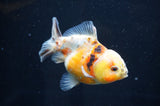 Yuan Bao Oranda  Calico 3.5 Inch (ID#411Yb10b-48) Free2Day SHIPPING