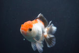 Juvenile Thai Oranda  Tricolor 4 Inch (ID#910To13b-57) Free2Day SHIPPING