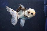 Juvenile Thai Oranda  Panda 3.5 Inch (ID#1022To13b-98) Free2Day SHIPPING