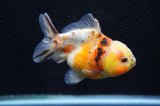 Yuan Bao Oranda  Calico 3.5 Inch (ID#411Yb10b-48) Free2Day SHIPPING