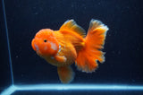 Thai Oranda  Red White 5 Inch (ID#311To7b-114)