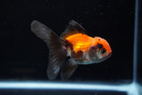 Baby Thai Oranda  Tricolor 3 Inch (ID#1224ToPTA-17) Free2Day SHIPPING