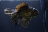 Thai Oranda  Bronze 6.5 Inch (ID#1112To6b-115)