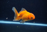 Juvenile Thai Oranda  Red 3.5 Inch (ID#1210To12c-86) Free2Day SHIPPING