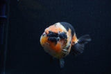 Milk Cow Ranchu  Calico 4.5 Inch (ID#0103R10c-100) Free2Day SHIPPING