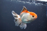 Juvenile Thai Oranda  Tricolor 4 Inch (ID#910To13b-57) Free2Day SHIPPING