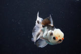 Juvenile Thai Oranda  Panda 3.5 Inch (ID#1022To13b-98) Free2Day SHIPPING