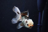 Juvenile Thai Oranda  Panda 3.5 Inch (ID#1022To13b-98) Free2Day SHIPPING