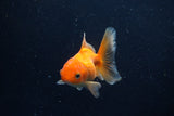 Juvenile Thai Oranda  Red 3.5 Inch (ID#1210To12c-86) Free2Day SHIPPING