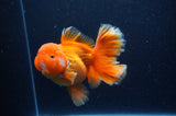 Thai Oranda  Red White 5 Inch (ID#311To7b-114)