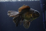 Thai Oranda  Bronze 6.5 Inch (ID#1112To6b-115)