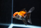 Baby Thai Oranda  Tricolor 3 Inch (ID#1224ToPTA-17) Free2Day SHIPPING