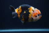 Milk Cow Ranchu  Calico 4.5 Inch (ID#0103R10c-100) Free2Day SHIPPING