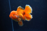 Thai Oranda  Red White 5 Inch (ID#311To7b-114)