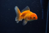 Juvenile Thai Oranda  Red 3.5 Inch (ID#1210To12c-86) Free2Day SHIPPING