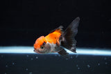 Baby Thai Oranda  Tricolor 3 Inch (ID#1224ToPTA-17) Free2Day SHIPPING